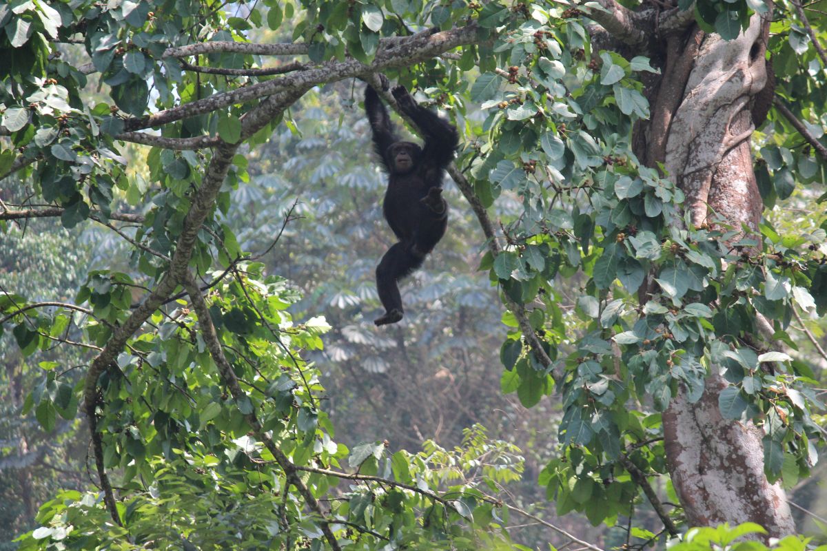 Le corridor routier aménagé au cœur de la forêt fragmentera l’habitat des chimpanzés d’Afrique de l’Ouest, une espèce en danger d’extinction vivant dans la réserve de biosphère du mont Nimba. Image reproduite avec l’aimable autorisation de Maegan Fitzgerald.