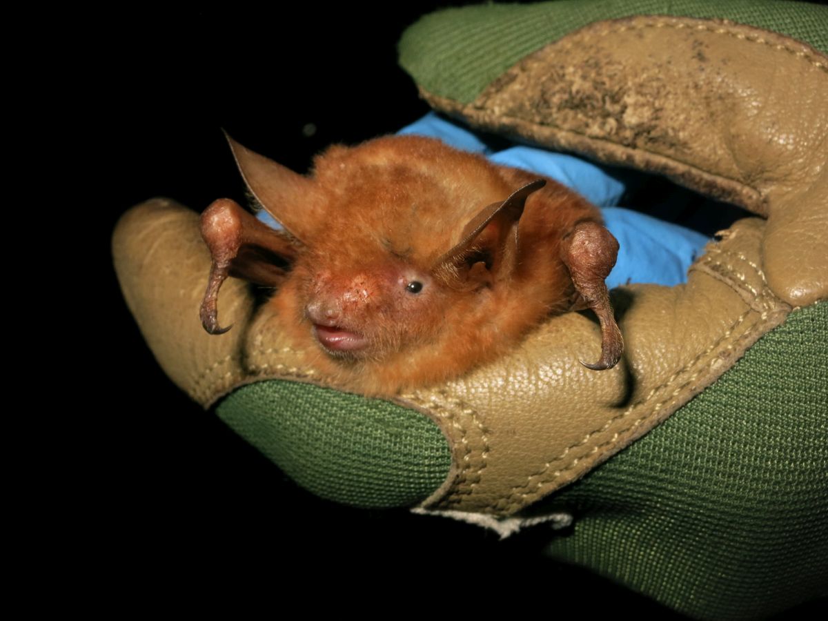Des galeries minières abandonnées depuis des décennies abritent désormais deux espèces de chauves-souris en danger critique d’extinction, dont la chauve-souris du mont Nimba (Myotis nimbaensis), récemment décrite par la science. Image reproduite avec l’aimable autorisation de Jon Flanders.