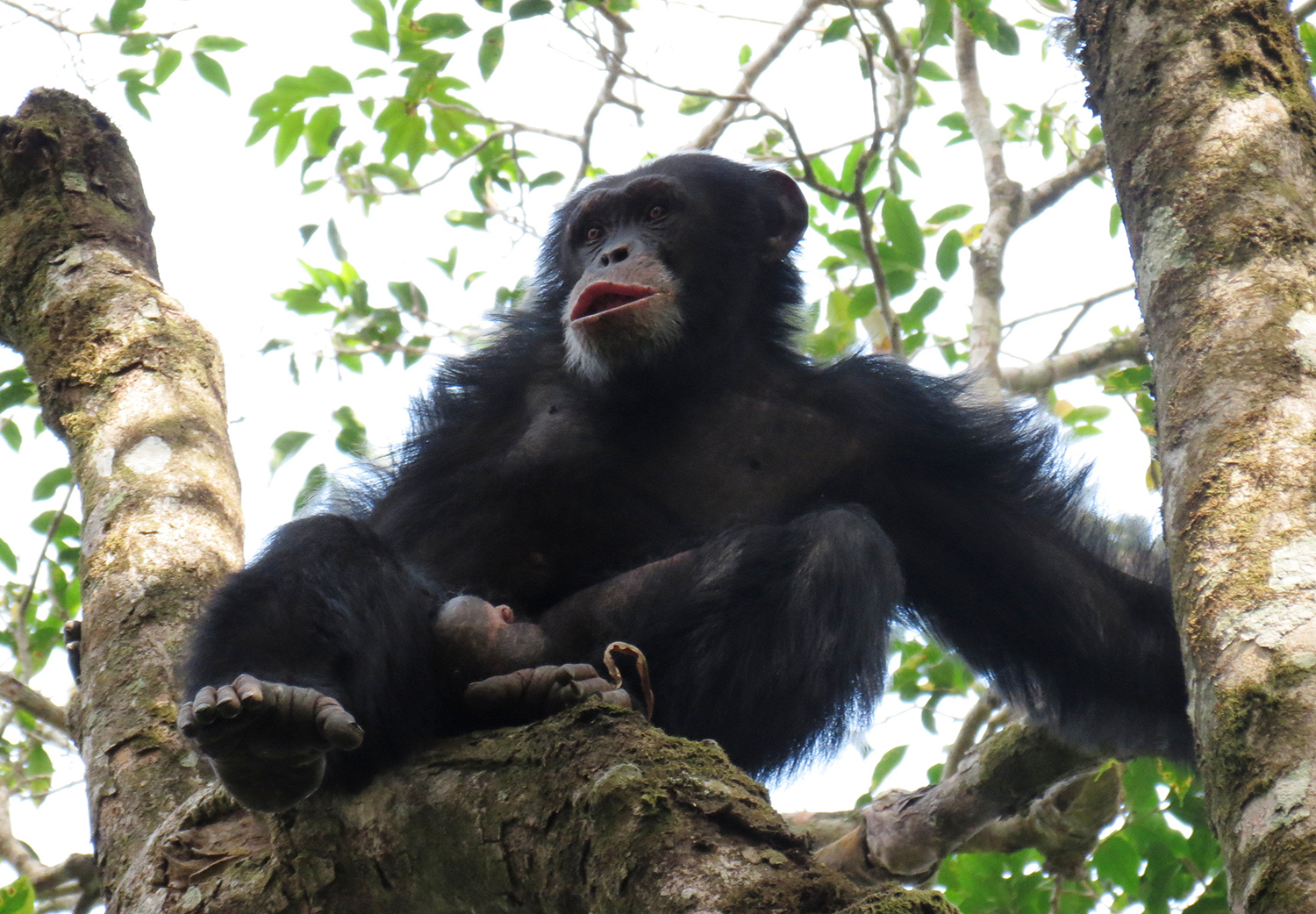 Une équipe internationale de chercheurs a utilisé des recensements génétiques pour déterminer la taille, la composition et la répartition de la population de chimpanzés sur le versant occidental du massif du Nimba en Guinée. Image de Kathelijne Koops.