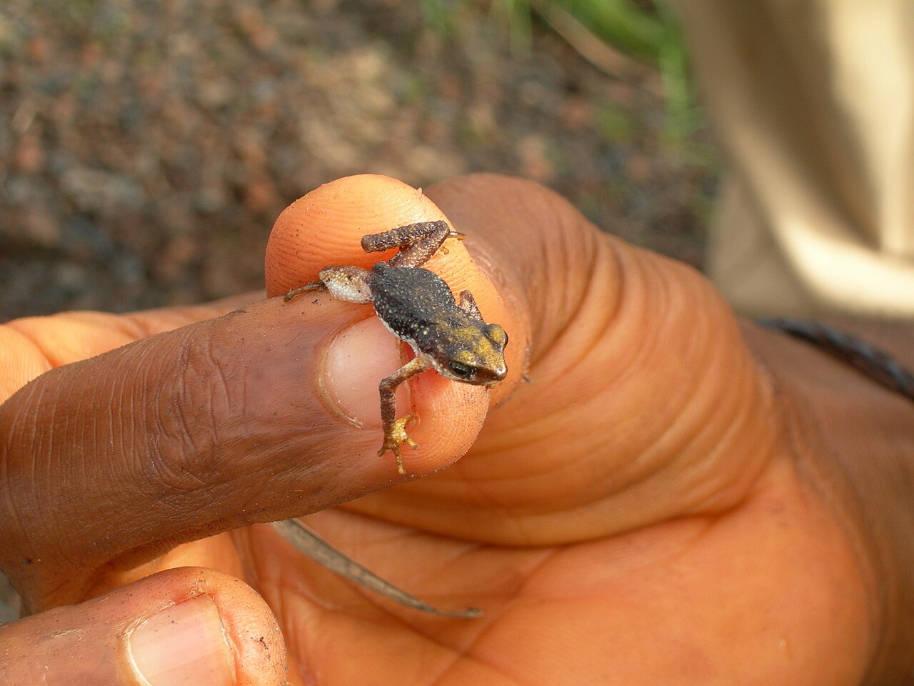 La géographie unique du mont Nimba permet de maintenir une humidité constante toute l’année, une condition essentielle à la survie de grenouilles comme celle-ci. Image de l’UNESCO via Wikimedia commons (CC BY-SA 3.0).