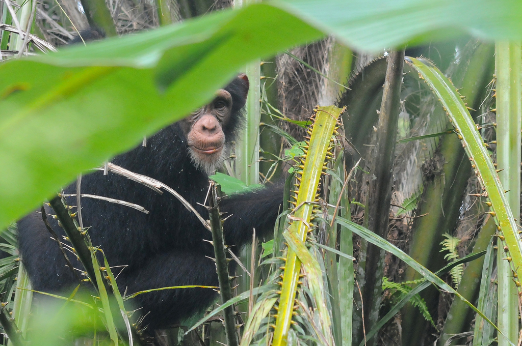 Un chimpanzé d’Afrique de l’Ouest (Pan troglodytes verus), à Nzérékoré, en Guinée. Image d’augustofaustino via iNaturalist (CC BY-NC 4.0).