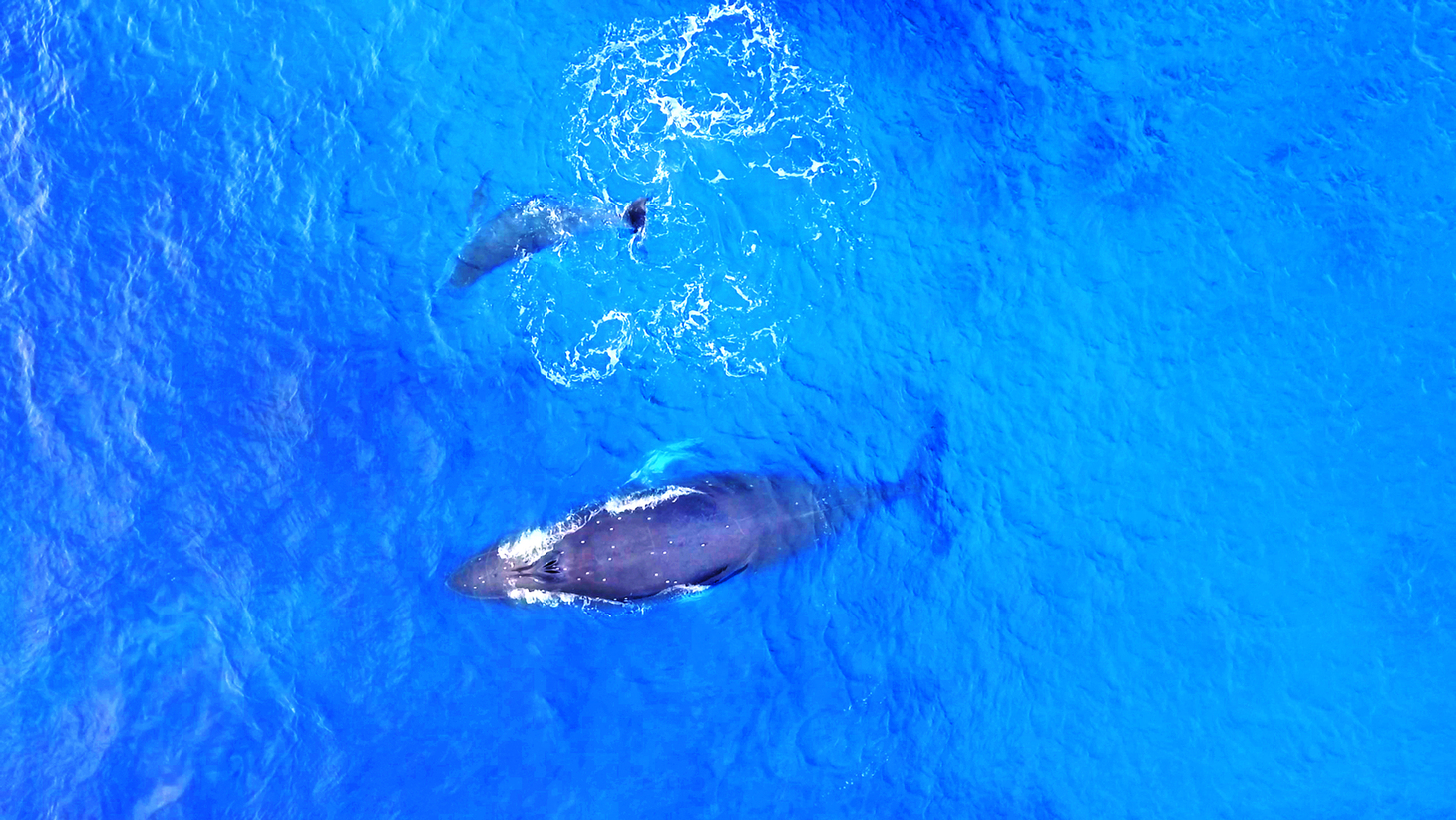 Baleines dans l’aire marine protégée de Rapa Nui. Image reproduite avec l’aimable autorisation de Magic Visual.