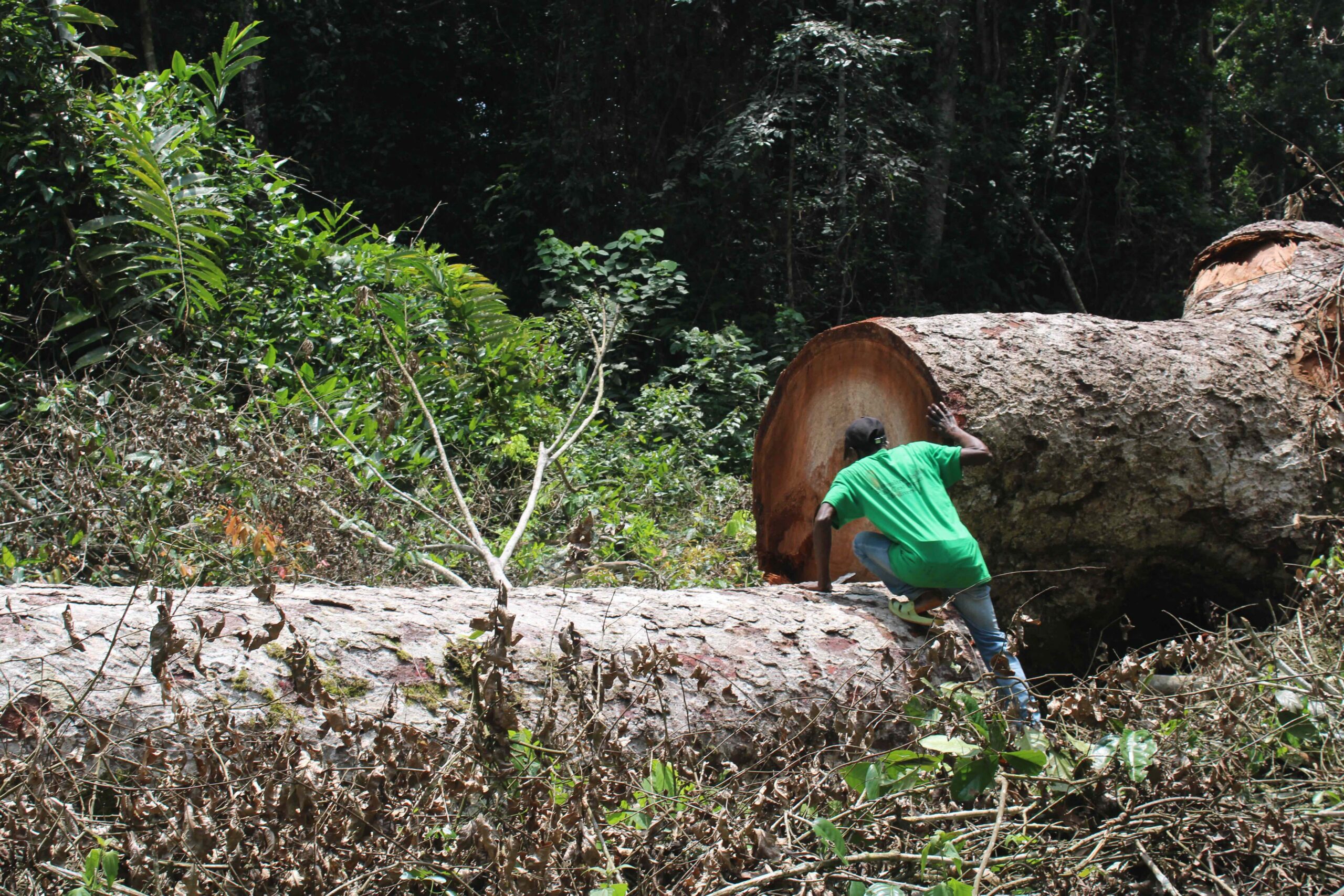 Du bois de grumes abattu dans la forêt communautaire Djoko, en vue de déblayer le site pour l'exploitation minière. Image de Yannick Kenné pour Mongabay Afrique. 