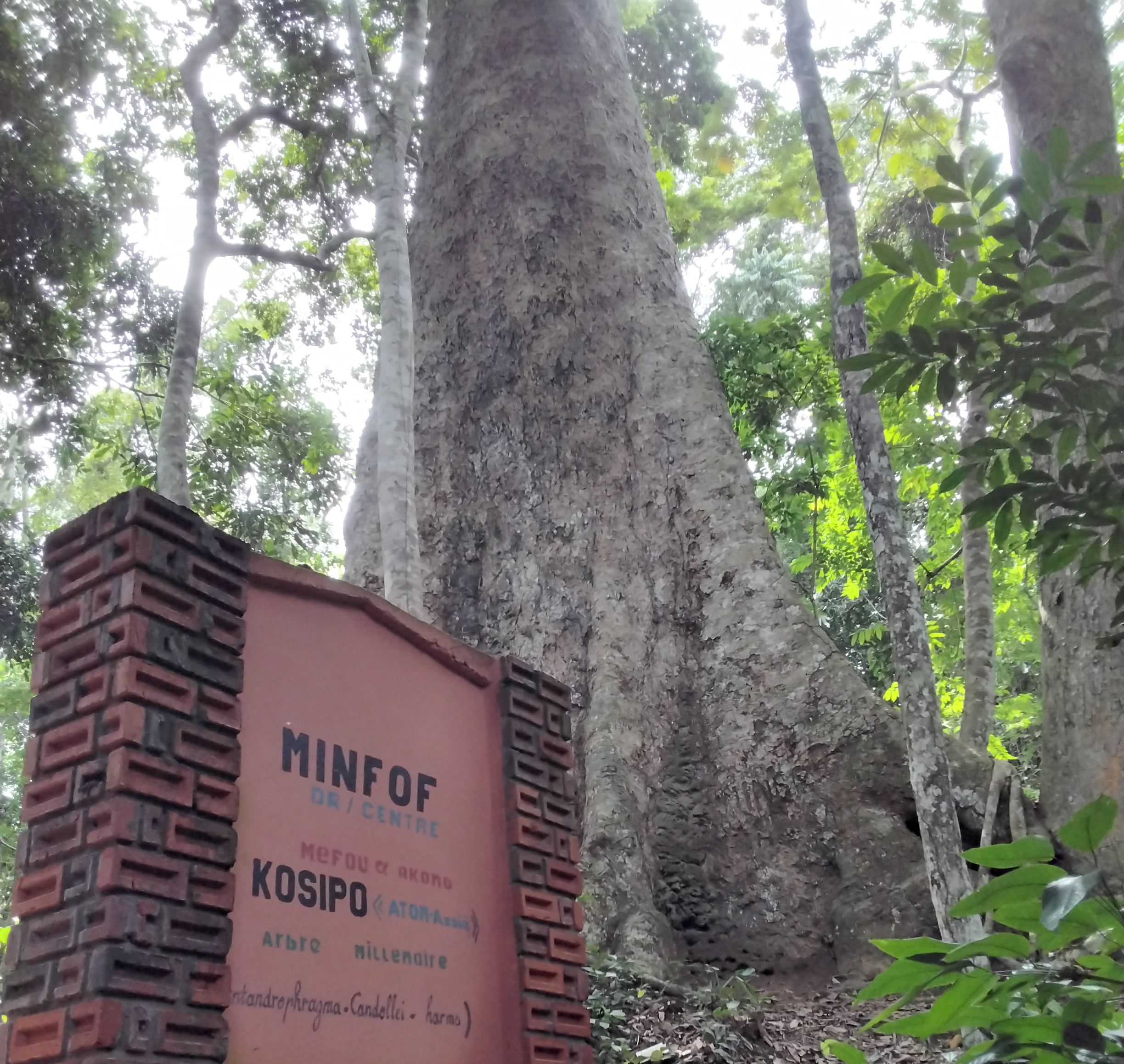 La sauvegarde et la protection du Kosipo, élément important du patrimoine local d’Ebogo, préoccupent les habitants pour le développement du tourisme de cette région du Cameroun. Image de Lionel Balla pour Mongabay.