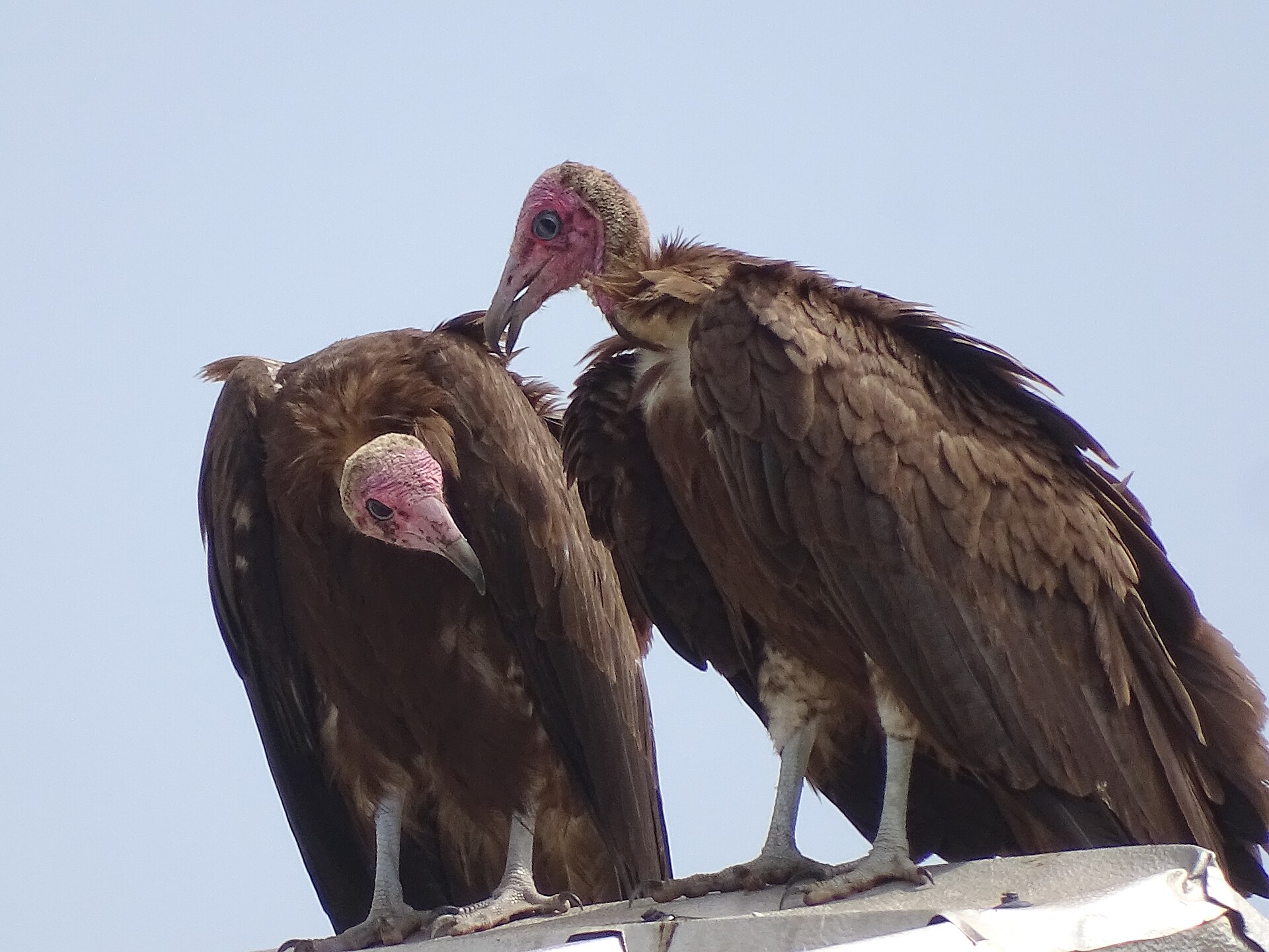Un couple de vautours charognards. Image de via Florentin66 via Wikimédia Commons (CC BY-SA 4.0).