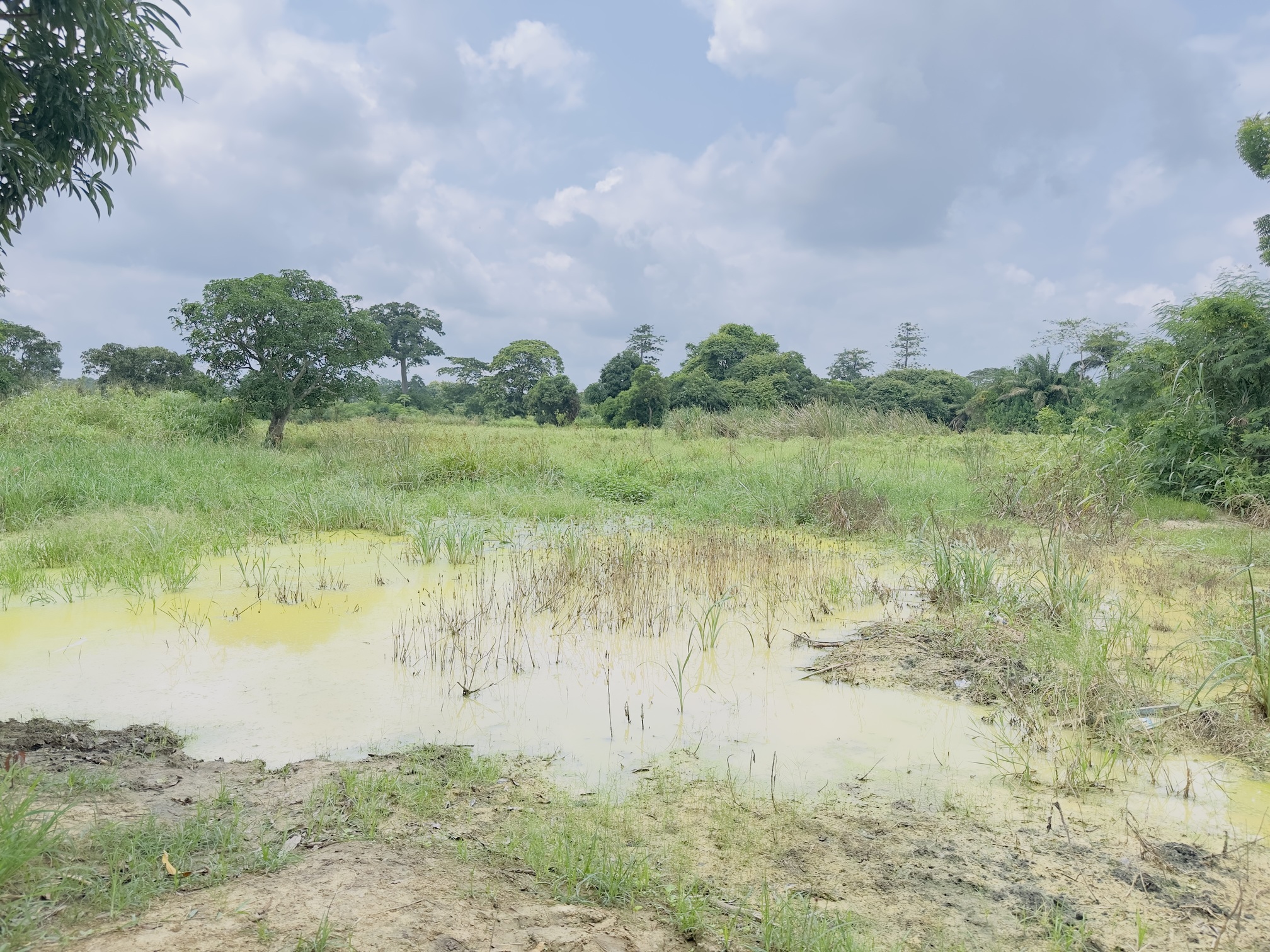 Vue d’ensemble du bas-fond maraîcher de Gagou-Sossoribougou, à Daoukro, où des zones d’eau stagnante sont encore visibles au milieu des parcelles agricoles. Image de Ella Djiguimde pour Mongabay.