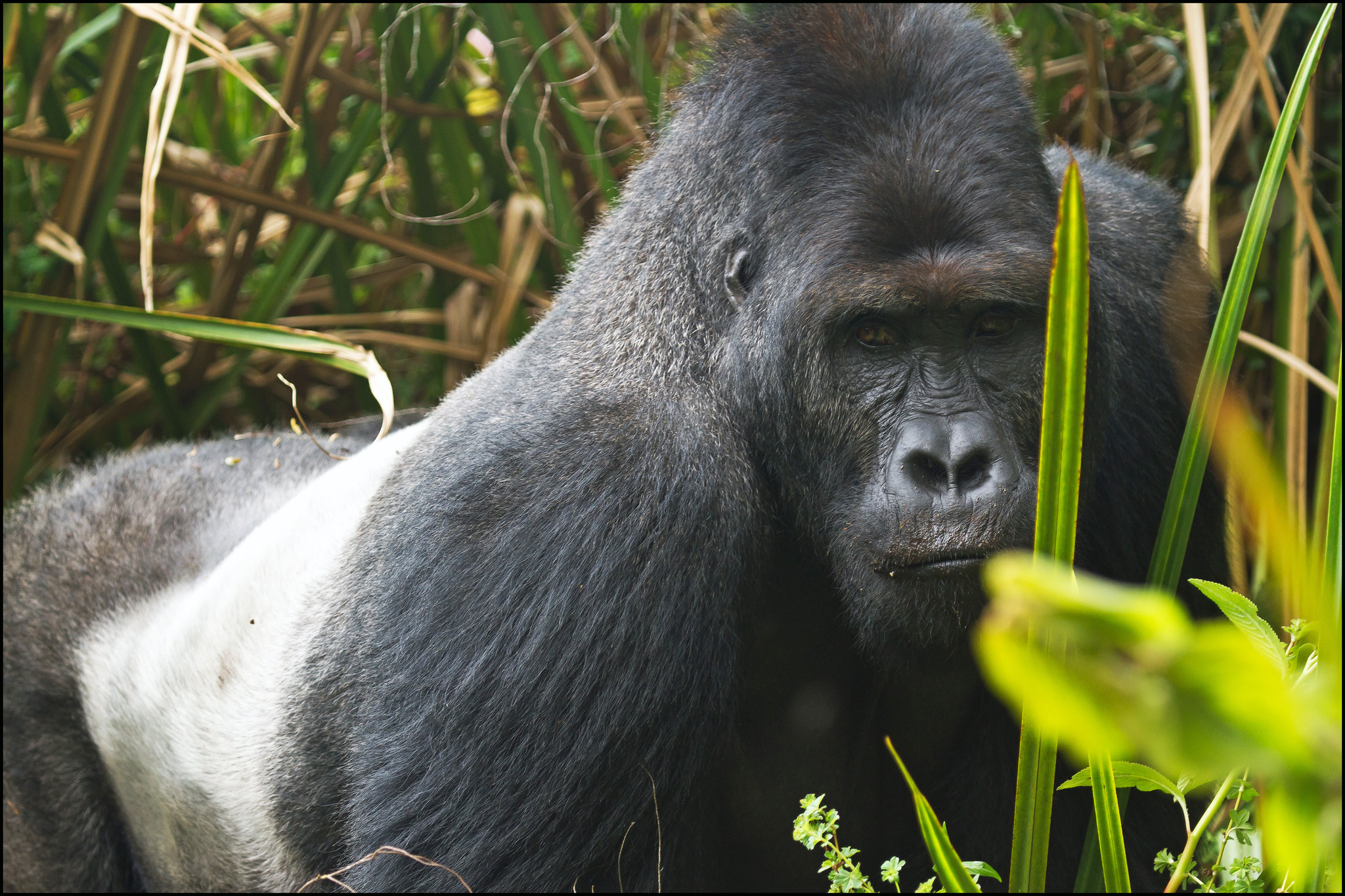 Puissant dos argenté Cimanuka du Parc national de Kahuzi-Biega, en République démocratique du Congo. Image de Joe McKenna via Flickr (CC BY 2.0).
