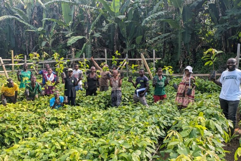 Des producteurs de cacao de la localité de Mintom, dans une pépinière offerte par l'ONG américaine Rainforest Alliance. Image de Cédric Happy, chef du bureau Rainforest Alliance avec son aimable autorisation.