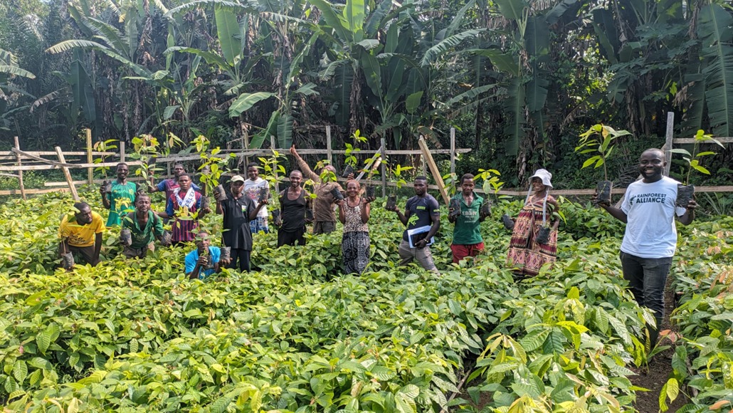 Des producteurs de cacao de la localité de Mintom, dans une pépinière offerte par l'ONG américaine Rainforest Alliance. Image de Cédric Happy, chef du bureau Rainforest Alliance avec son aimable autorisation.