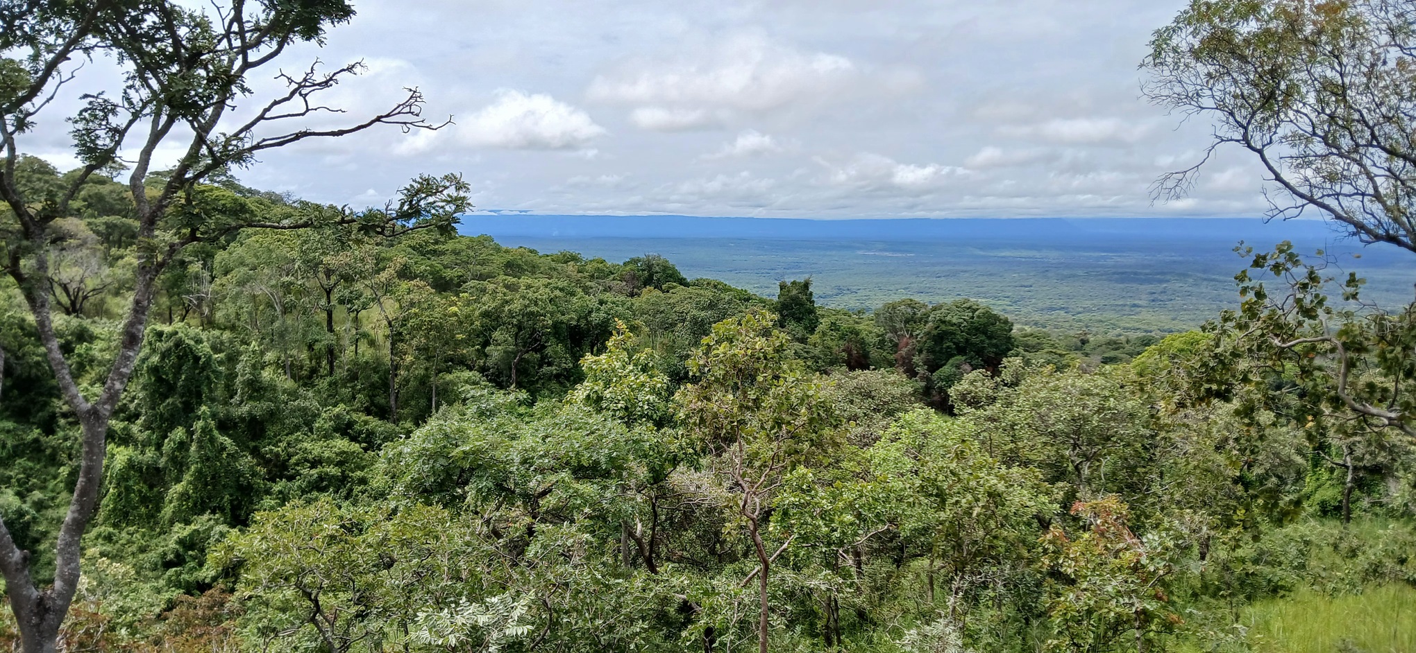 Paysage partielle de la forêt primaire de miombo en RDC. Image de Didier Makal.