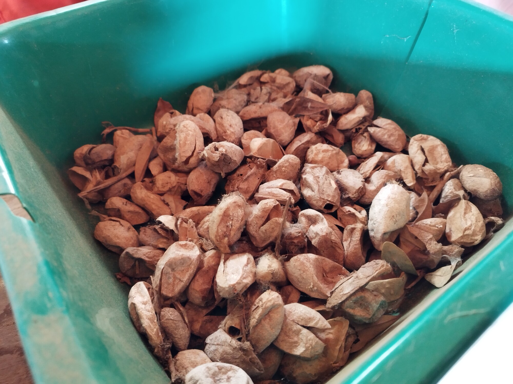 Cocons de landibe vidés de leurs chrysalides. 1 kilogramme de cocons suffit à tisser environ 2,50m de soie. Image de Valisoa Rasolofomboahangy pour Mongabay.