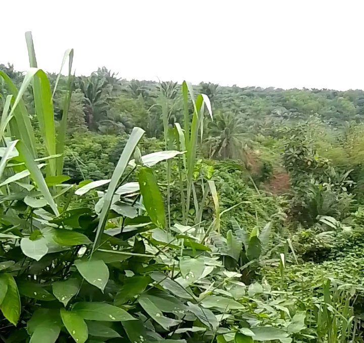 Une vue de la forêt sacrée de Kpékonzoun, dans la commune d'Adjohoun, au Bénin. Image de Modeste Dossou pour Mongabay.