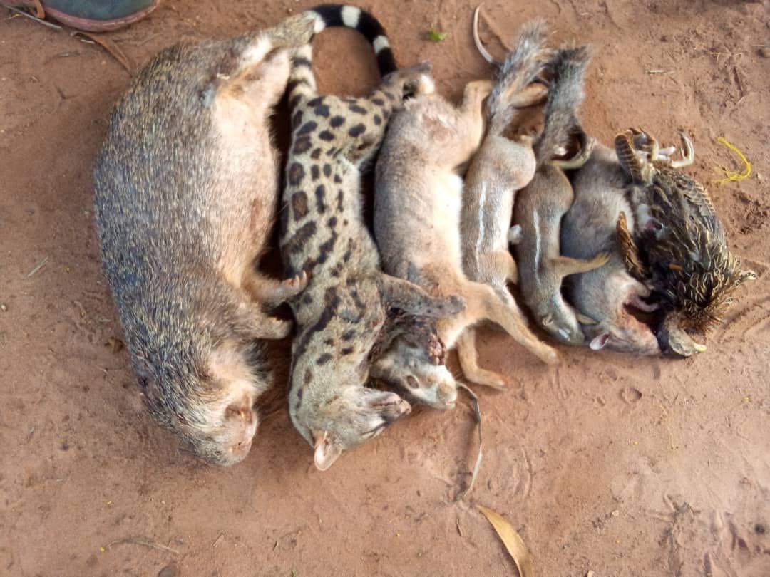 Diverses espèces d’animaux tués avant par les chasseurs. Image fournie par Modeste Dossou.