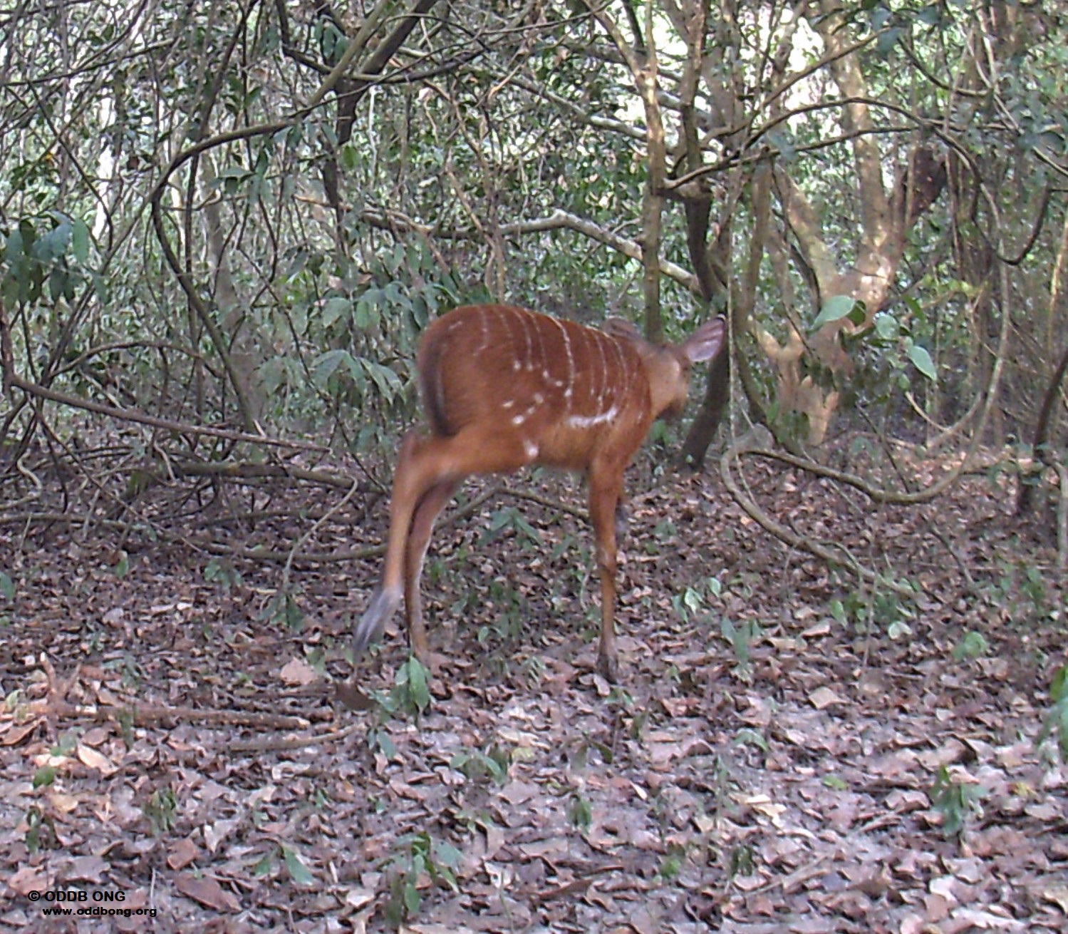 Une antilope observée dans la forêt sacrée de Kpékonzoun, dans la commune d'Adjohoun, au Bénin, après la mise en œuvre du programme de restauration et la conservation durable de la forêt sacrée de Kpékonzoun, porté par l’Organisation pour le développement durable et la biodiversité (ODDB-ONG). Image de ODDB-ONG fournie par Modeste Dossou avec leur aimable autorisation.