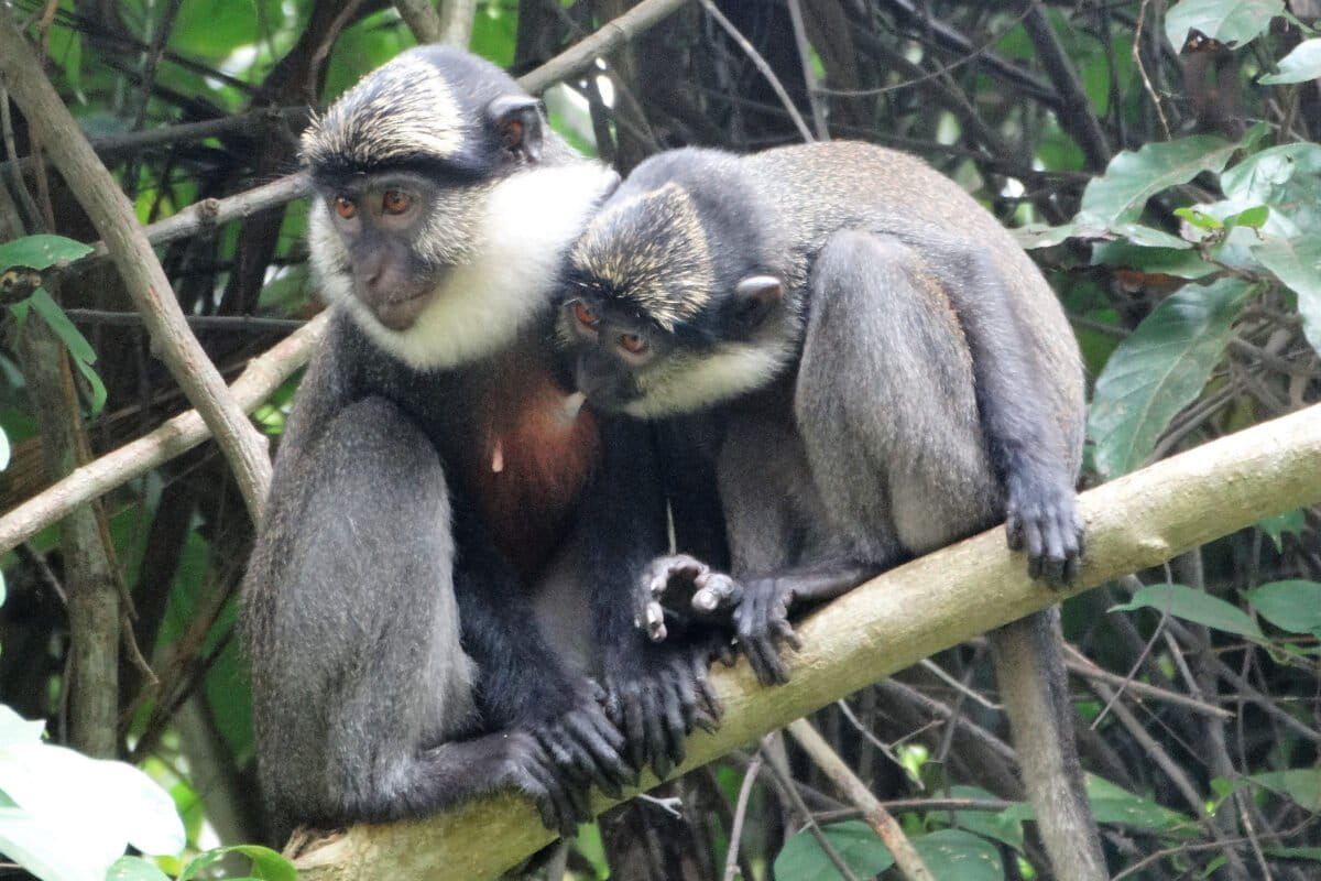 Des singes à ventre rouge observés dans leur habitat naturel dans la forêt sacrée de Kpékonzoun, dans la commune d'Adjohoun, au Bénin. Image de ODDB-ONG fournie par Modeste Dossou avec leur aimable autorisation.