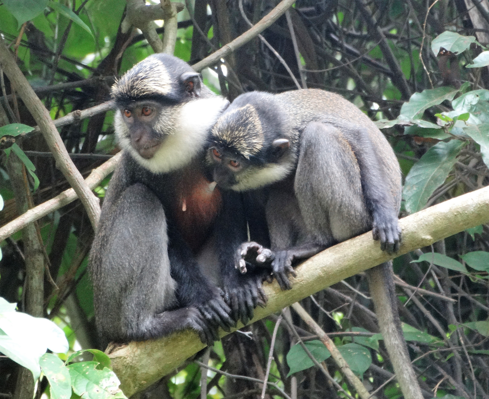 Des singes à ventre rouge observés dans leur habitat naturel dans la forêt sacrée de Kpékonzoun, dans la commune d'Adjohoun, au Bénin. Image de ODDB-ONG fournie par Modeste Dossou avec leur aimable autorisation.