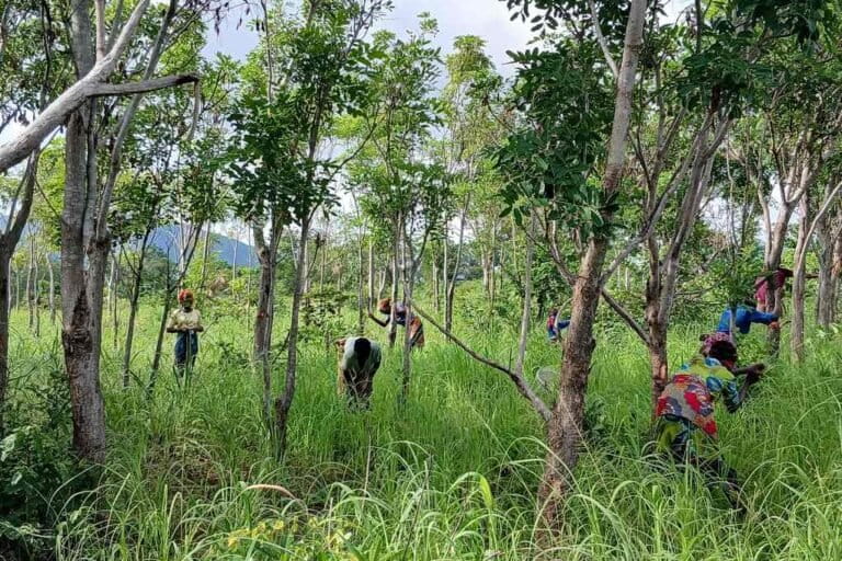 Des femmes en pleine opération d’éclaircie dans une zone d'extension de la forêt. Image de Akissa-yotou Assenouwe pour Mongabay.