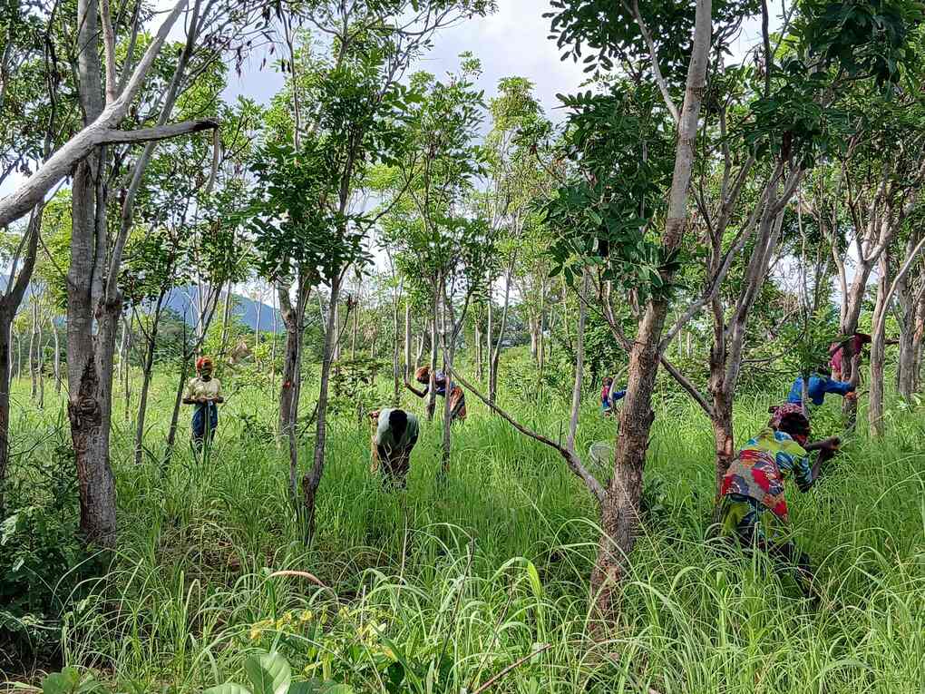 Des femmes en pleine opération d’éclaircie dans une zone d'extension de la forêt. Image de Akissa-yotou Assenouwe pour Mongabay.