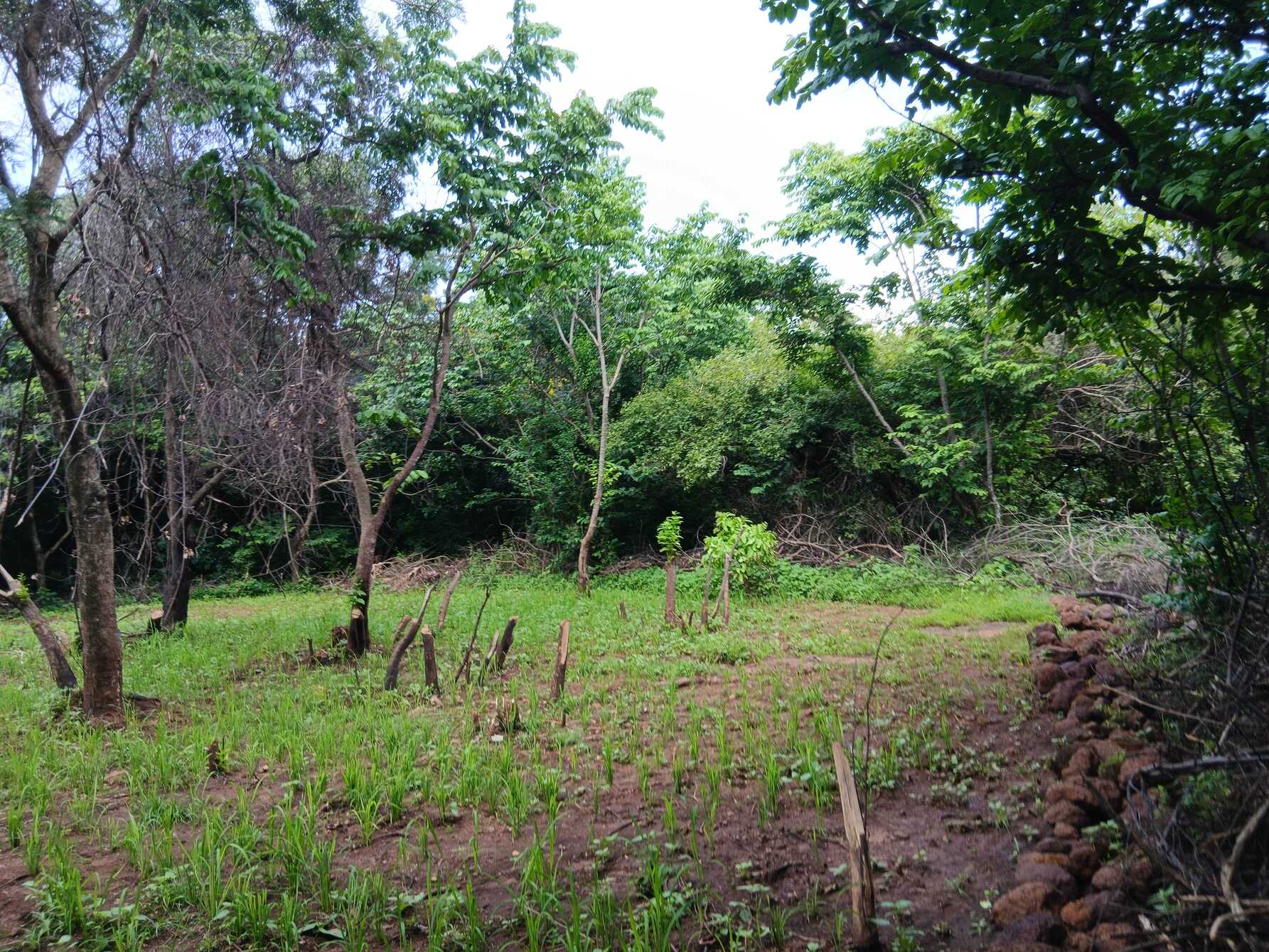 Des parcelles agricoles aménagées dans la forêt pour ralentir la propagation des flammes et faciliter les interventions en cas feux de brousse. Image de Akissa-yotou Assenouwe pour Mongabay. Image de Akissa-yotou Assenouwe pour Mongabay.