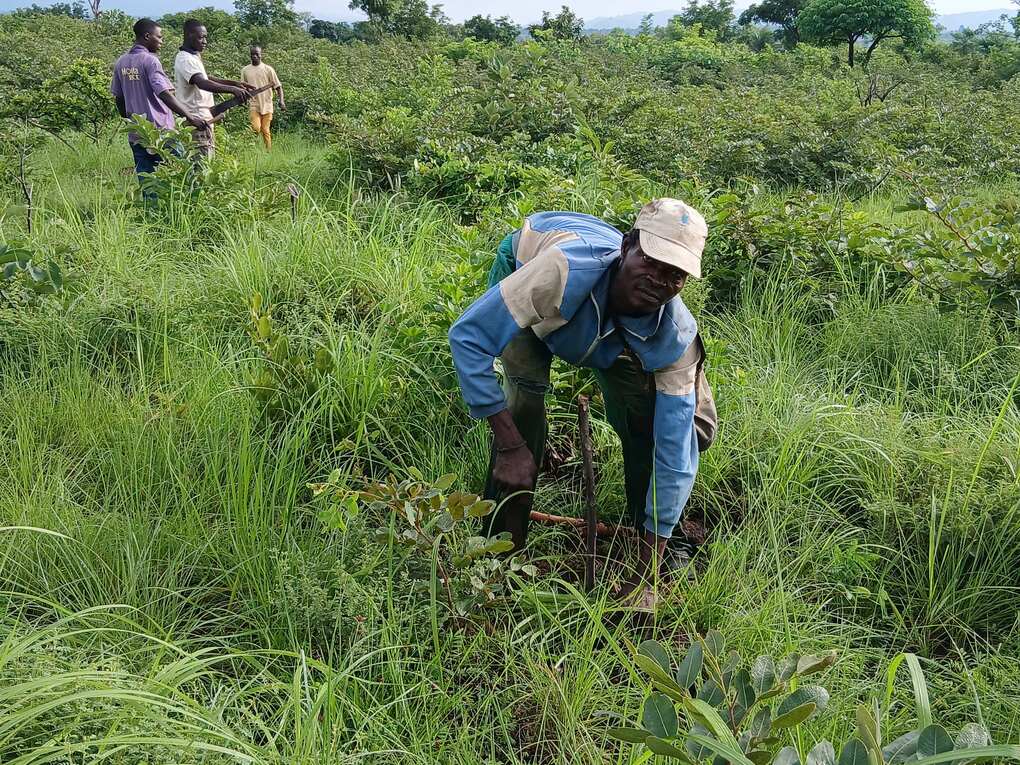 Une opération d’enrichissement de la forêt à travers la mise en terre de plants dans la zone d’extension. Image de Akissa-yotou Assenouwe pour Mongabay.