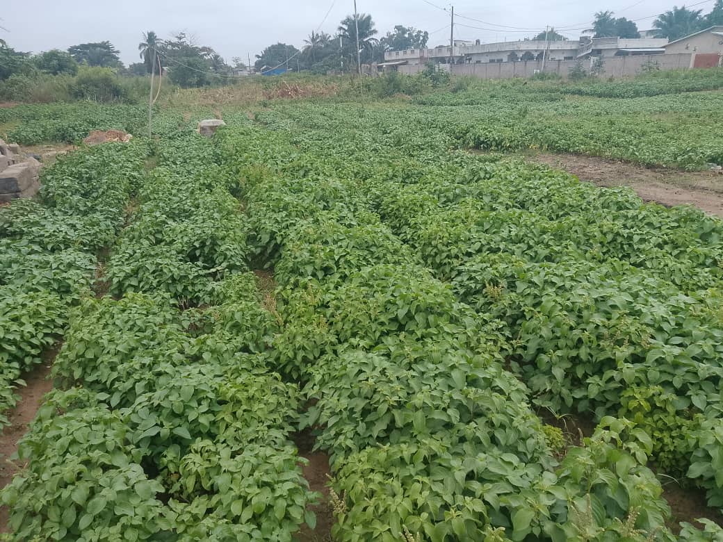Un champ de ‘Tchiao’ Ocimum gratissimum], sur le site de maraicher à Kouêhonou et Djissoukpa, dans l'arrondissement de Pahou, dans la commune de Ouidah au Bénin. Image de Didier Hubert Madafime pour Mongabay.