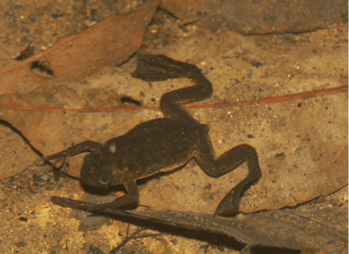 La grenouille à griffes du lac Oku (Xenopus longipes) est endémique du mont Oku. Image de Václav Gvoždík.