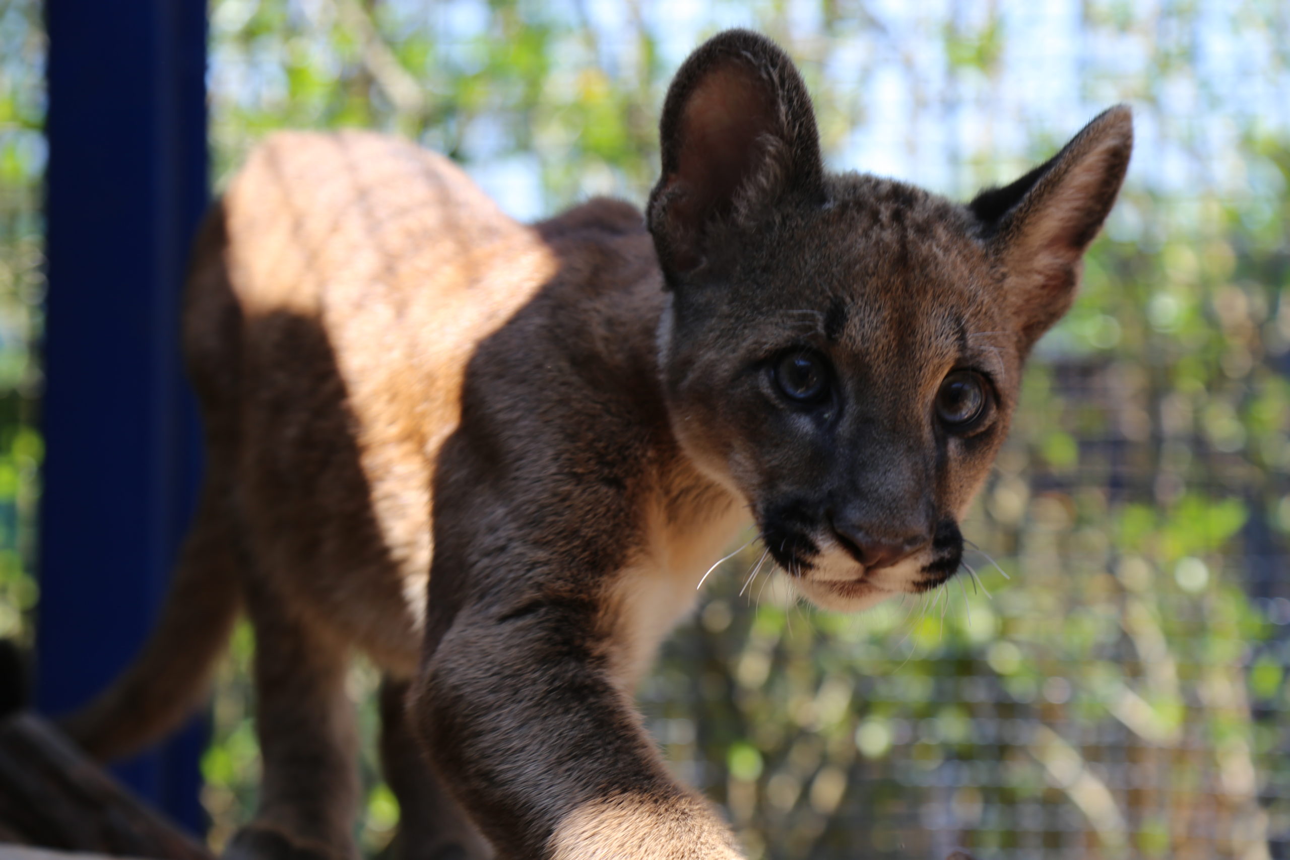 Foto de Animais Do Cerrado Brasileiro O Puma e mais fotos de stock