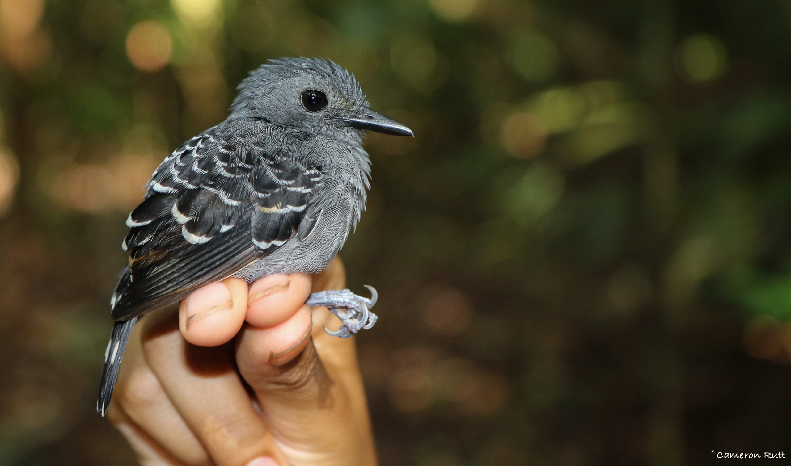 Climate change is shrinking many ian birds