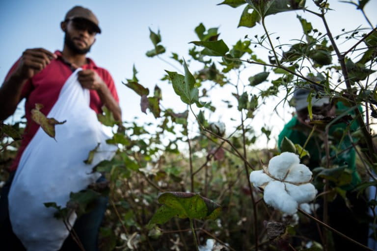 Farmers in Brazil's Cerrado cotton on to the benefits of agroecology