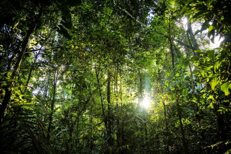 O planeta ainda tem 9 mil espécies de árvores desconhecidas pela ciência, 40% delas na América do Sul 