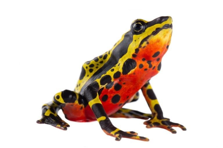 atelopus frog