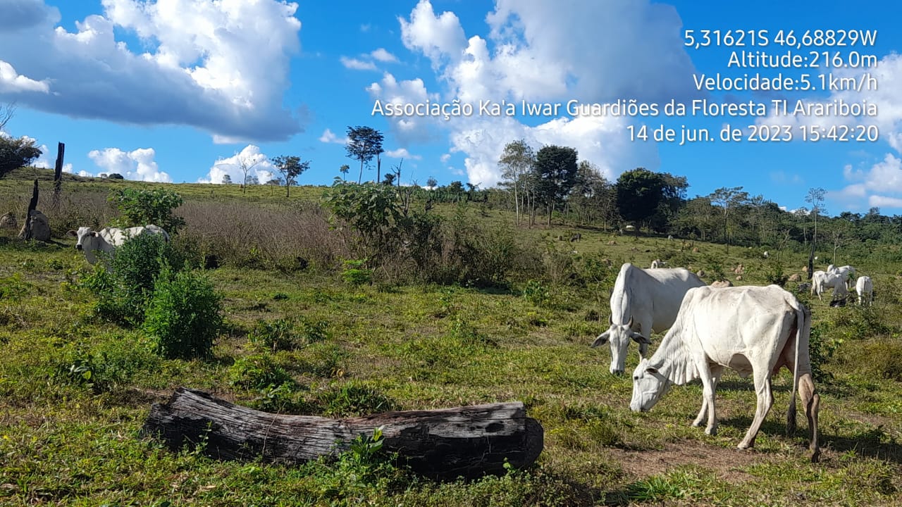 Os Guardiões da Floresta rastrearam o retorno de gado ilegal e desmatamento para produção de estacas e cercas em algumas áreas da TI. Eles sempre enviam fotos desses incidentes com as coordenadas geográficas para a força-tarefa, mas reclamam que a resposta das autoridades é lenta. Imagem cortesia da Associação Indígena Ka’aiwar dos Guardiões da Floresta da Terra Indígena Arariboia.