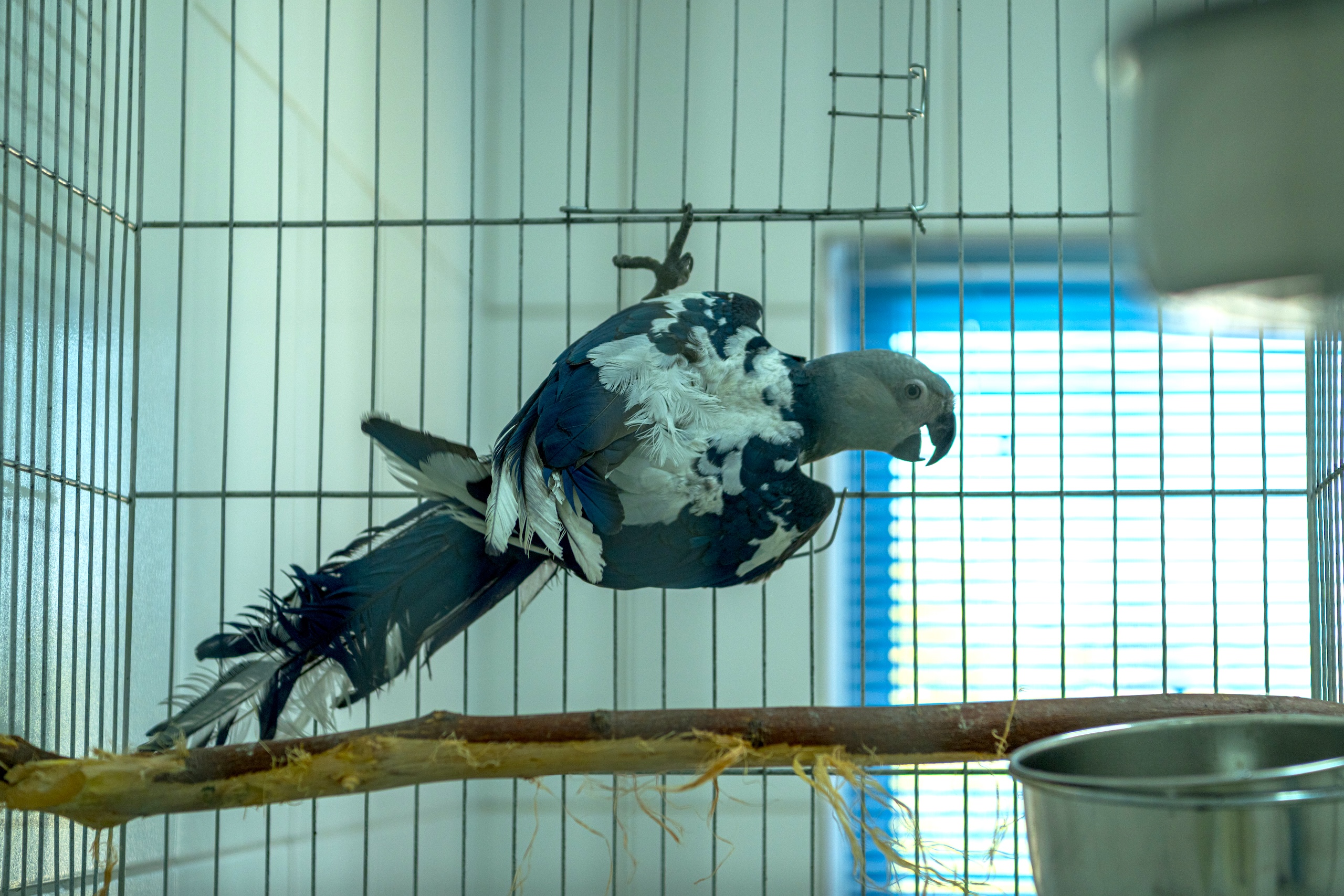 Programa de reintrodução das ararinhas-azuis é alvo de denúncias por omissão e manejo inadequado