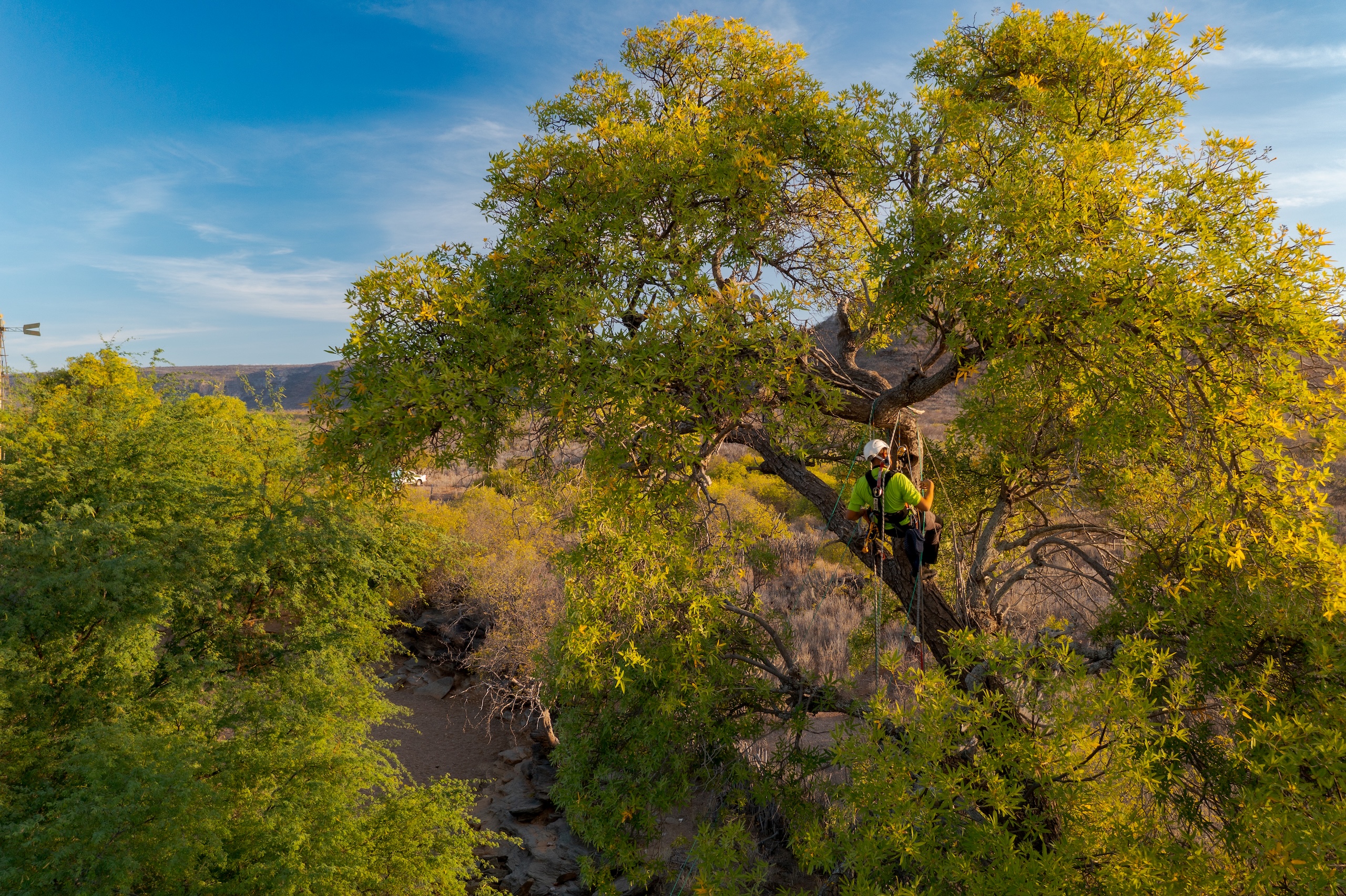Programa de reintrodução das ararinhas-azuis é alvo de denúncias por omissão e manejo inadequado
