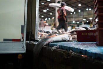 Carne de tubarão é preparada para distribuição na Ceagesp, na cidade de São Paulo, o maior centro de abastecimento de alimentos da América Latina. Foto: Philip Jacobson/Mongabay.