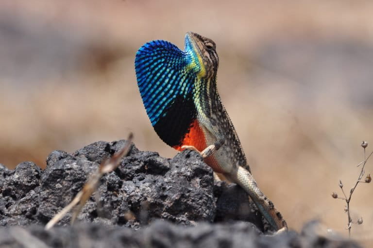 Fanthroated lizards fanned out when the monsoons took hold