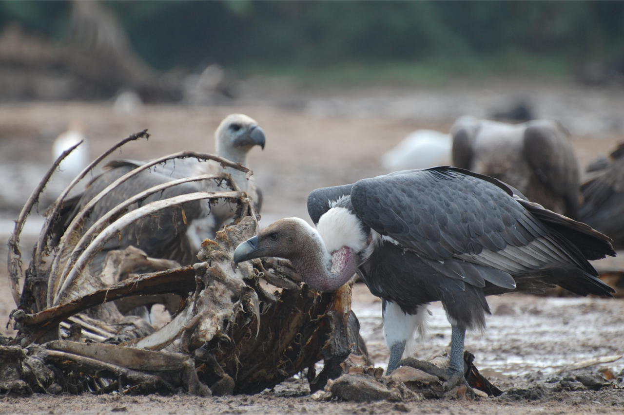 Vultures in crisis: poachers and poison threaten nature's garbage