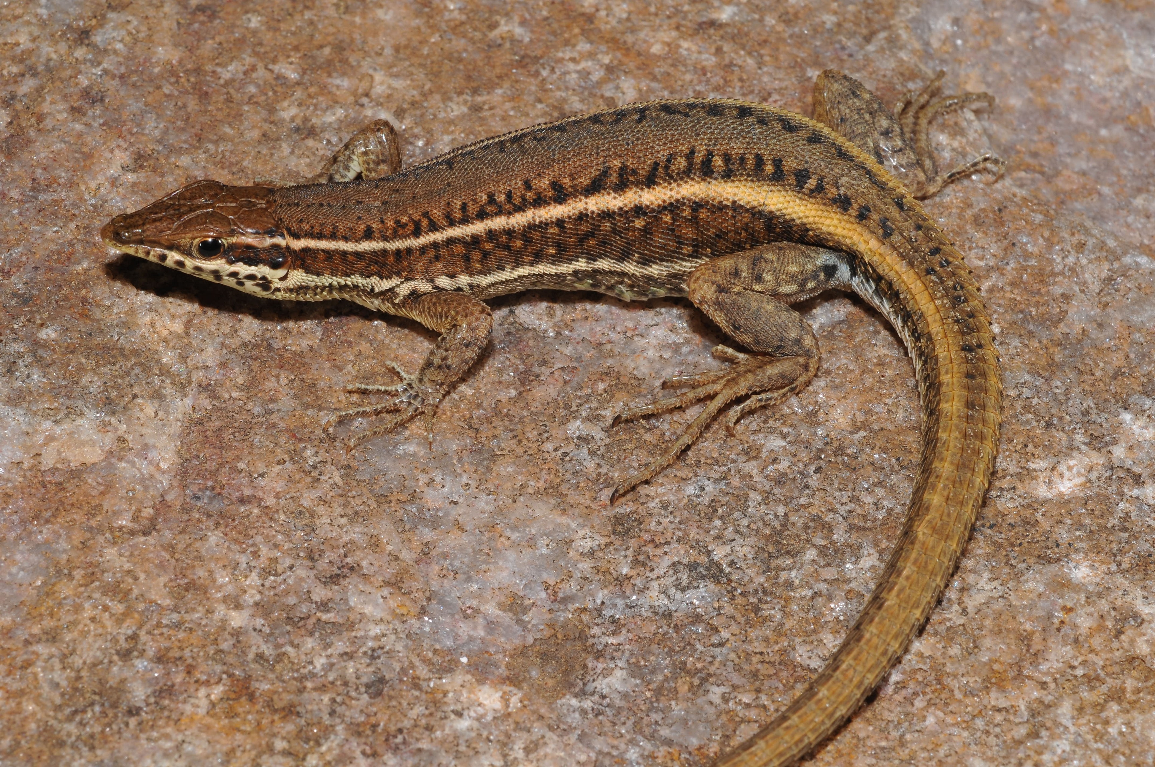 two-new-species-of-lizards-found-hiding-in-plain-sight