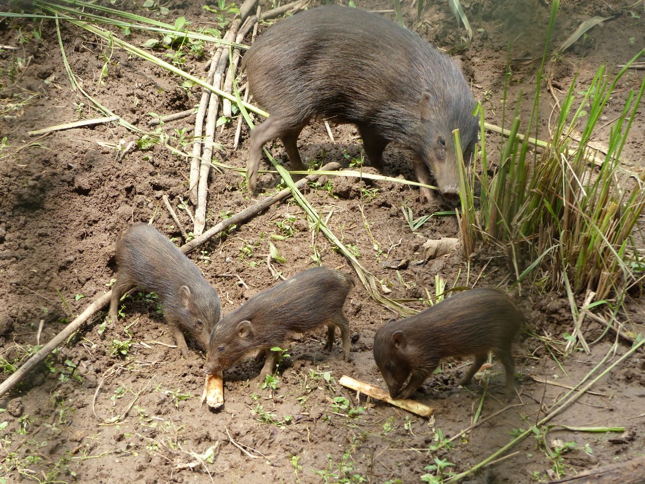 A pygmy hog mother with her piglets at a conservation breeding centre in Assam. The breeding center of this critically endangered animal is depending on home gardens and the Guwahati zoo to provide food during the lockdown. Photo by Tammo Buss.