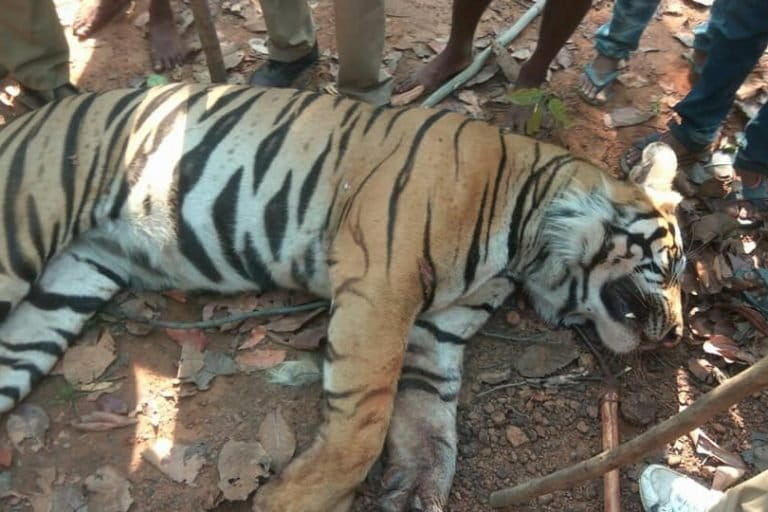 Royal bengal tiger found dead in West Bengal's Lalgarh