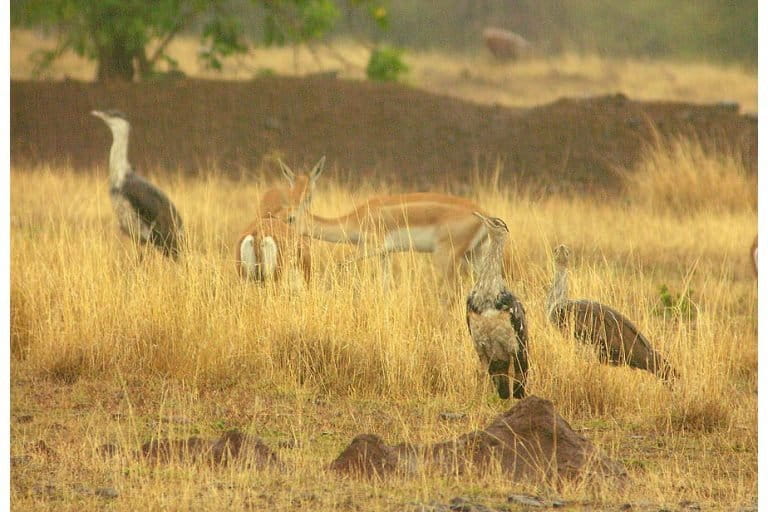 great indian bustard sanctuary