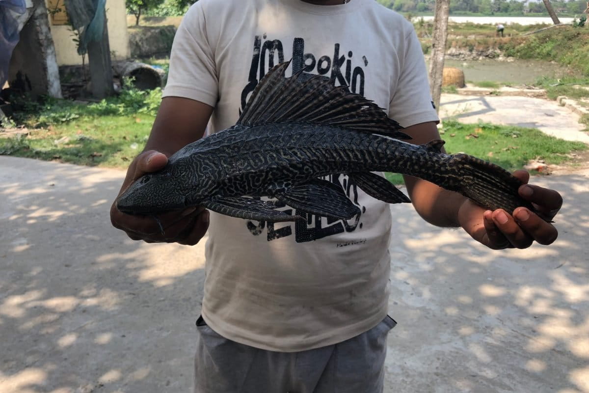 AsuckermouthsailfincatfishatEastKolkataWetlands_PhotobyRatna