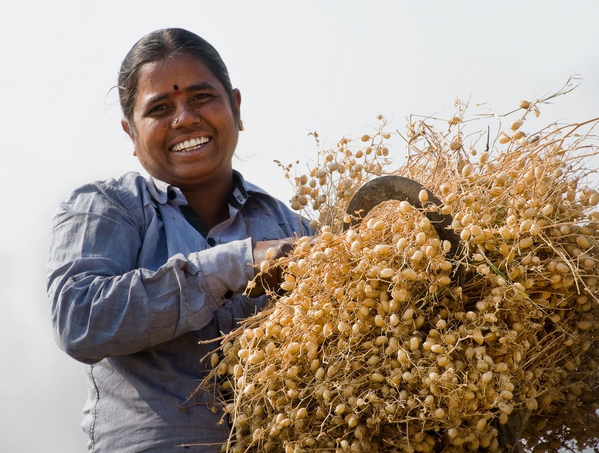 Orphan no more Genomic boost to chickpea yield, climate resilience