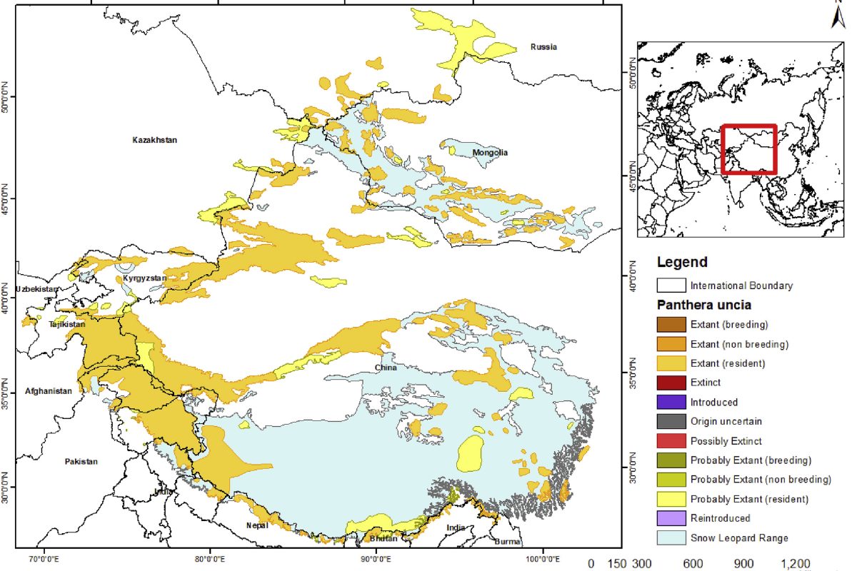 Increase in snow leopard trafficking - dead or alive