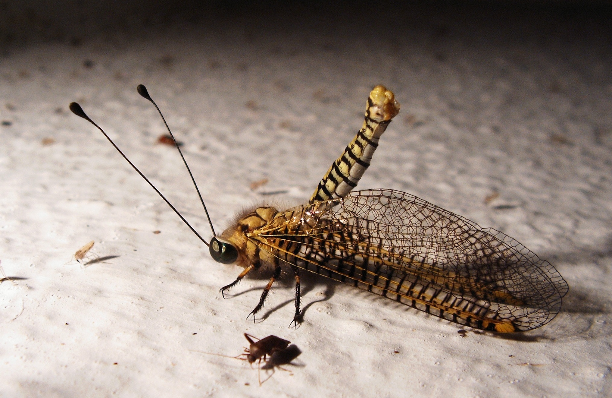 An adult owlfly from the Sahyadri hills. (Photo credit: Geetha Iyer) An adult owlfly from the Sahyadri hills. (Photo credit: Geetha Iyer)