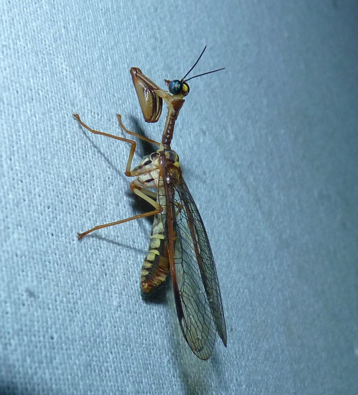 Mantidflies are fast and adept at catching and feeding on a variety of flying insects, some that injure plant parts. (Photo credit: Geetha Iyer) Mantidflies are fast and adept at catching and feeding on a variety of flying insects, some that injure plant parts. (Photo credit: Geetha Iyer)