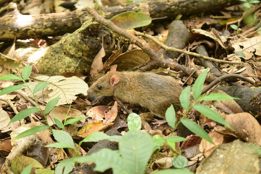 Trust the gut Rat bellies hold answers to their survival in human habitats
