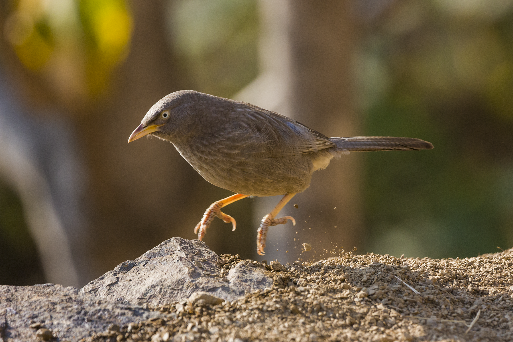 Himalayan Birds Throng Agricultural Lands In Winter But Many Breed In Forests Himalayan Birds Throng Agricultural Lands In Winter But Many Breed In Forests