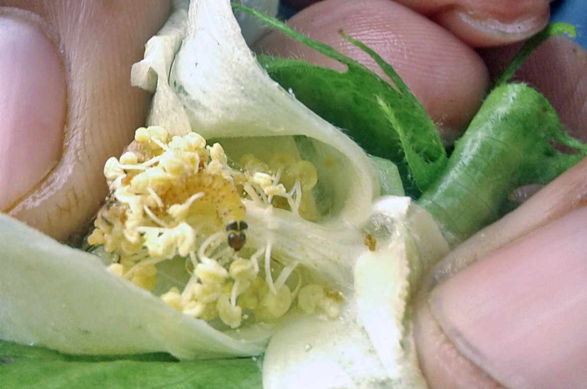 The pink bollworm have spread in the cotton fields in Yavatmal district, Maharashtra. Attempts to curb them have been ineffective and and have caused immense stress on the cotton farmers. Photo credit: Meena Menon The pink bollworm have spread in the cotton fields in Yavatmal district, Maharashtra. Attempts to curb them have been ineffective and and have caused immense stress on the cotton farmers. Photo credit: Meena Menon