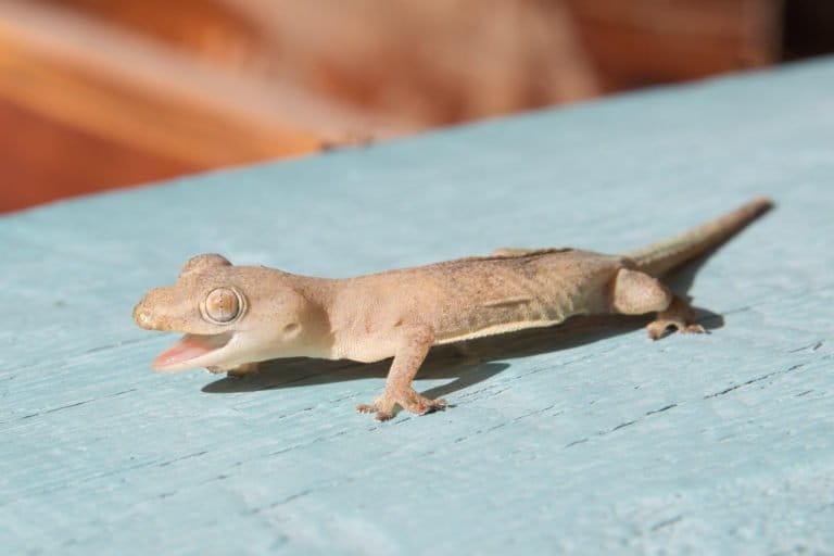 待望の再販！ Lizards of 絶版 Sri 爬虫類/両生類用品 Lizards Lanka